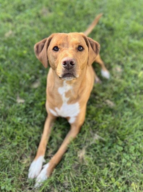 Paisley, an adoptable Labrador Retriever in Evansville, IN