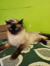 Tweety - Photo 1
