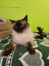 Tweety - Photo 2