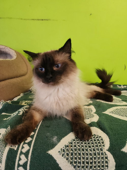 TWEETY - Siamese available for adoption