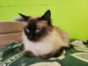 Tweety - Photo 3