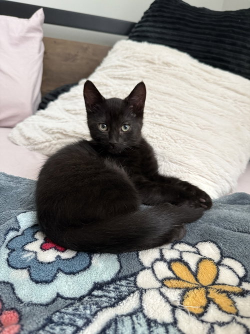 Abraxas, Baby Domestic Short Hair, cat for adoption in Owensboro, Kentucky