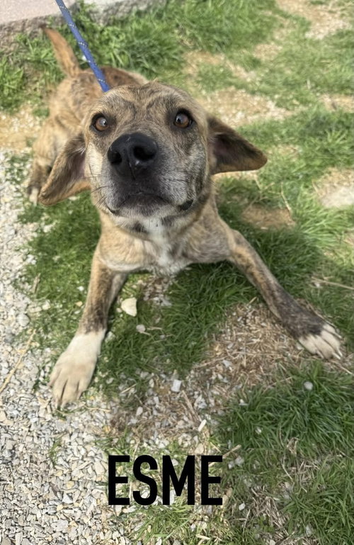 Esmen, an adoptable Terrier in Evansville, IN