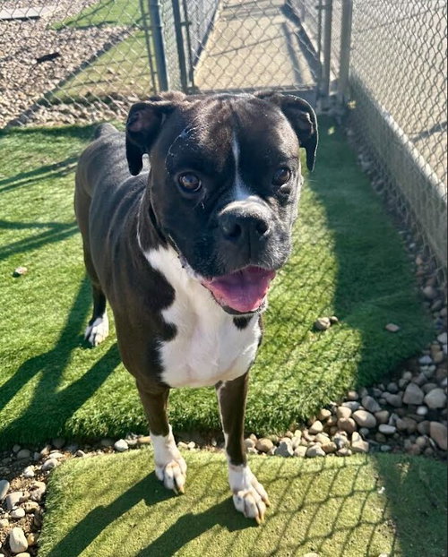 Remmington, an adoptable Boxer in Evansville, IN