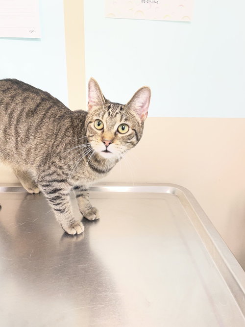 Crumpet, an adoptable Domestic Short Hair in Evansville, IN