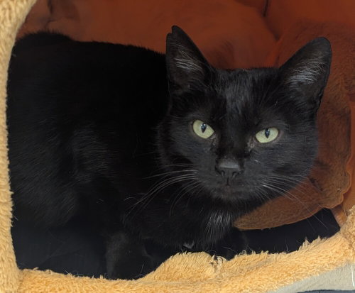 Evelyn, Adult Domestic Short Hair (short coat), cat for adoption in Owensboro, Kentucky