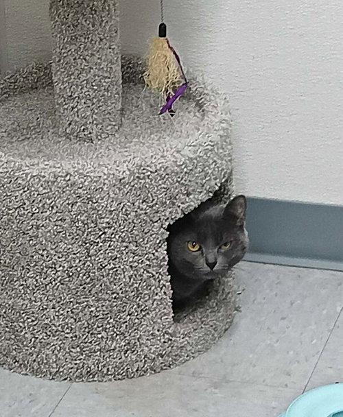 Ninja