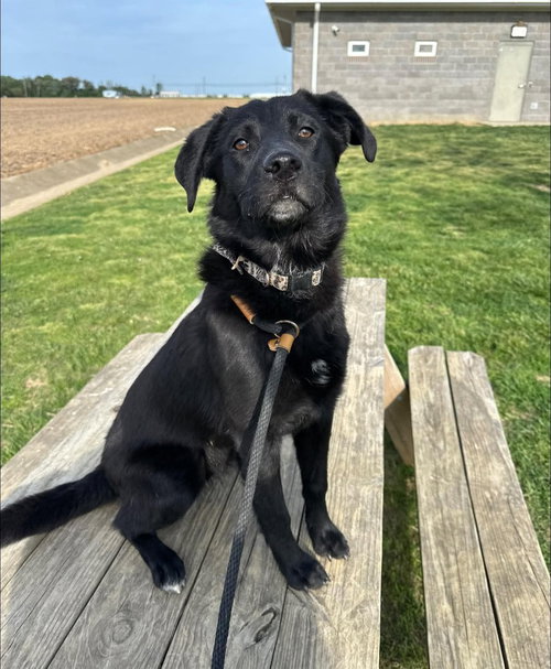 RASPBERRY - Labrador Retriever available for adoption
