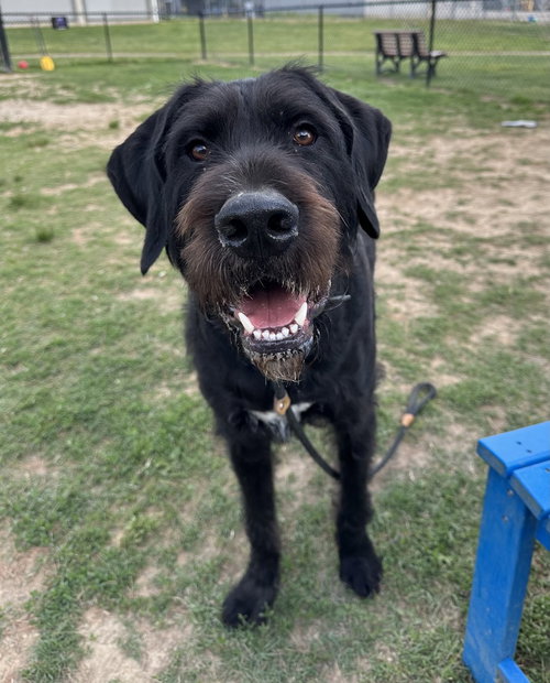 NIBBLES - Labrador Retriever / Great Dane available for adoption