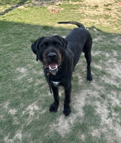 NIBBLES - Labrador Retriever / Great Dane available for adoption