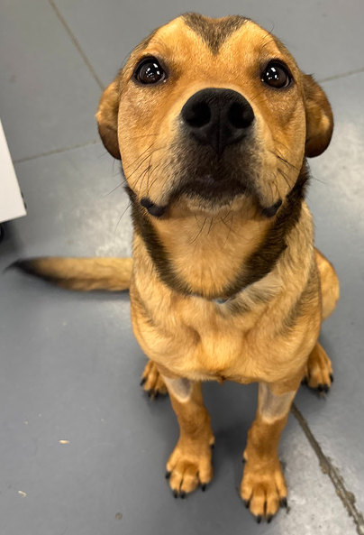 Ziggy, an adoptable Labrador Retriever in Evansville, IN