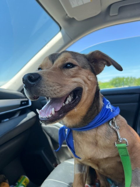 ZIGGY - Labrador Retriever available for adoption