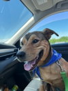 Ziggy - Photo 3