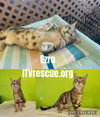 Ezro - Photo 2