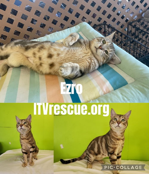 EZRO - Domestic Short Hair available for adoption