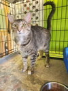 Sookie - Photo 1