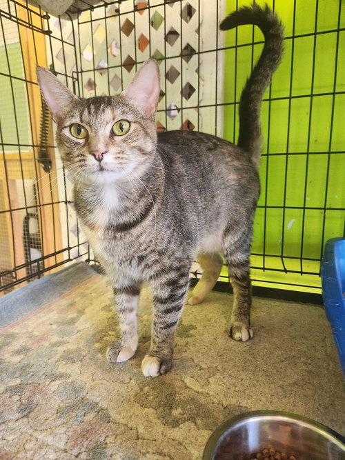 SOOKIE - Domestic Short Hair for adoption in Evansville