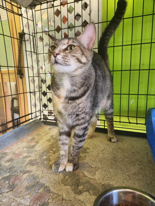 SOOKIE - Domestic Short Hair available for adoption