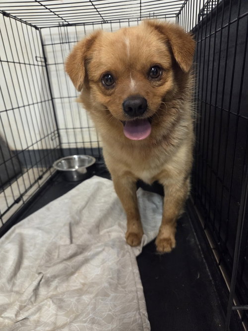 Norris, an adoptable Terrier in Evansville, IN