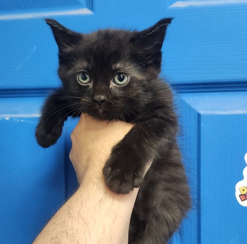 BAGHEERA - Domestic Short Hair available for adoption