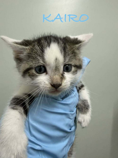 KAIRO - Domestic Short Hair available for adoption