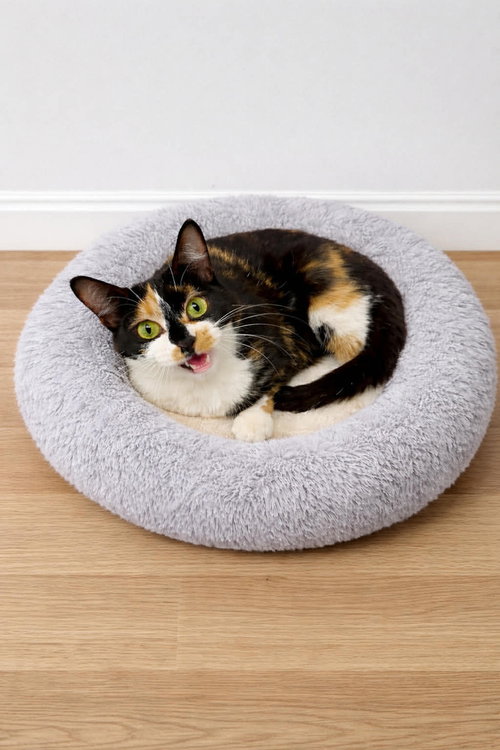 TIRAMISU - Domestic Short Hair available for adoption