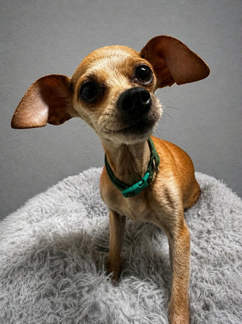 Luz, an adoptable Chihuahua in Evansville, IN