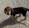 Wallace - Photo 1
