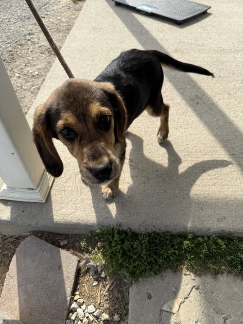 WALLACE - Hound available for adoption