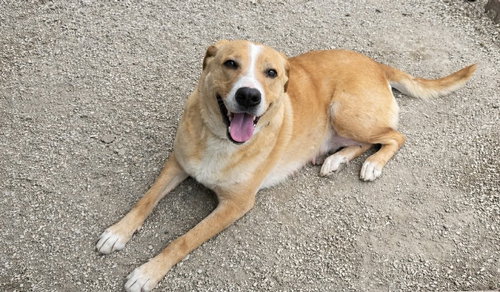 June Bug, an adoptable Hound in Evansville, IN
