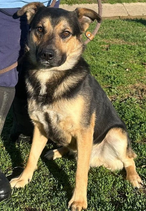 Zane, an adoptable Shepherd in Evansville, IN