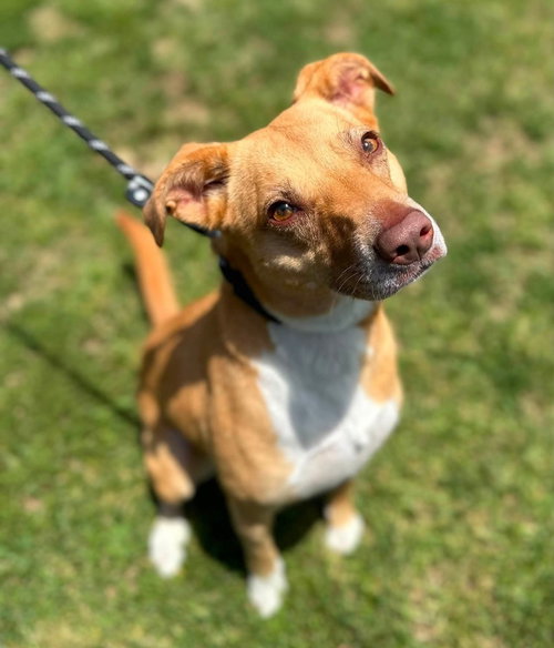 Madeline, a dog for adoption from It Takes A Village No-Kill Rescue