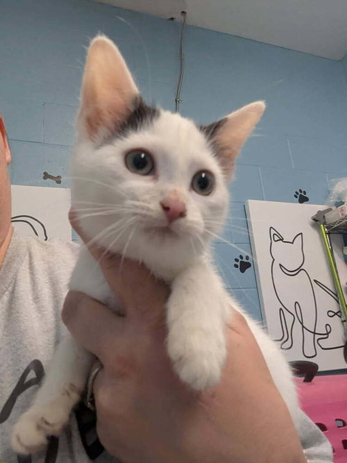 Bakalava, an adoptable Domestic Short Hair in Evansville, IN