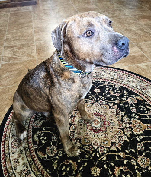 Tank, an adoptable Pit Bull Terrier in Evansville, IN