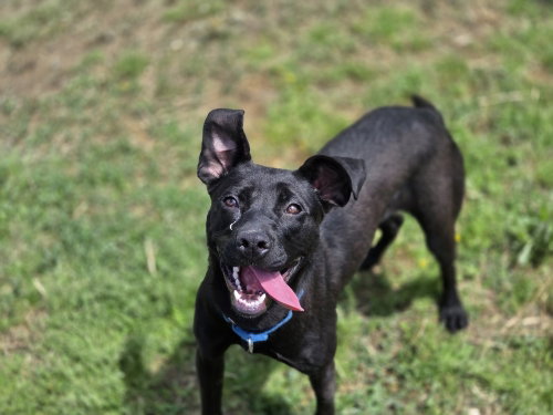 Morticia, an adoptable Terrier in Evansville, IN