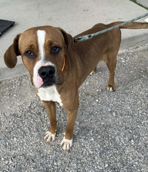 BUCKEYE - Boxer / Terrier available for adoption