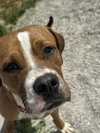 Buckeye - Photo 2