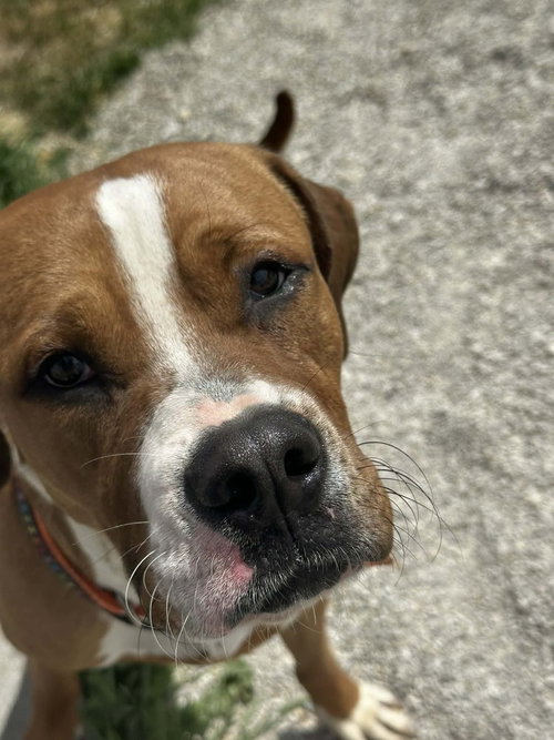 BUCKEYE - Boxer / Terrier available for adoption