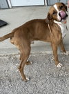 Buckeye - Photo 3