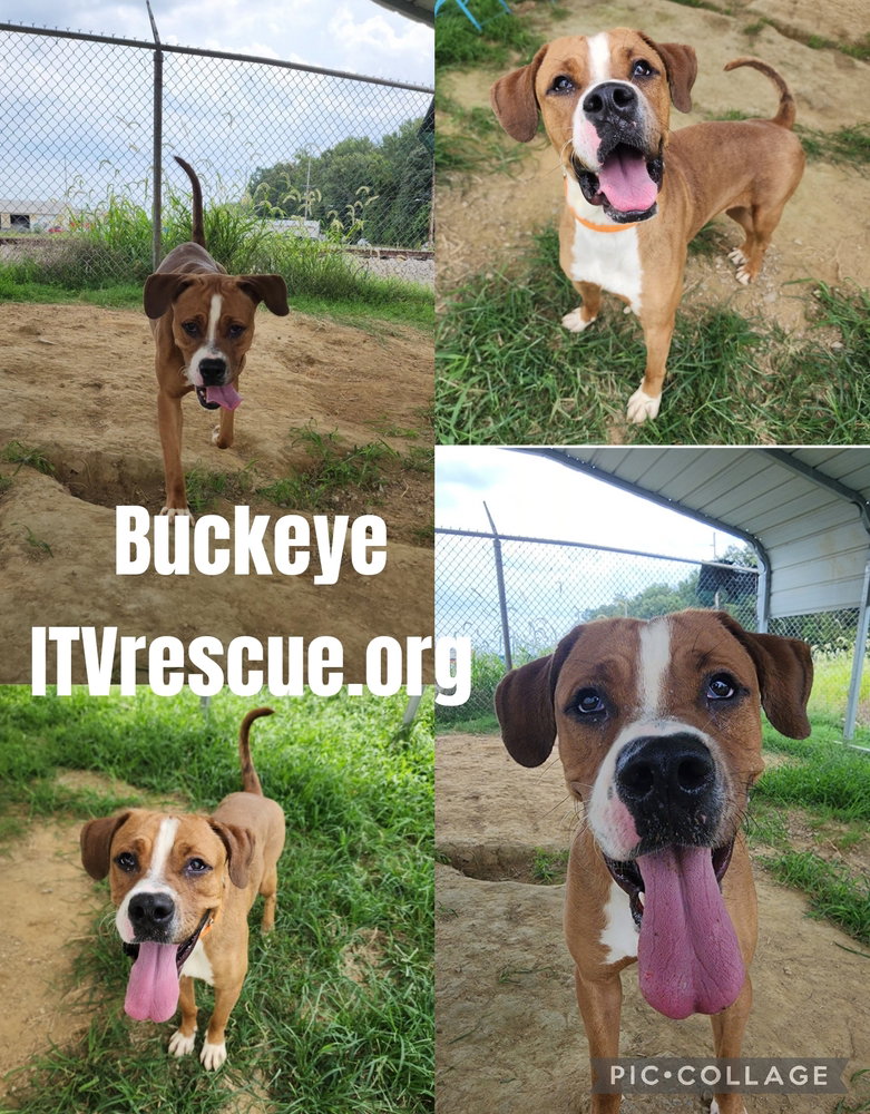 Buckeye, photo 2