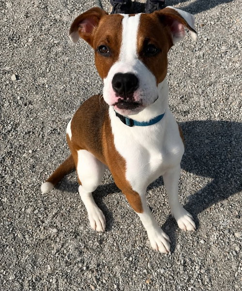 BUCEE - Hound available for adoption