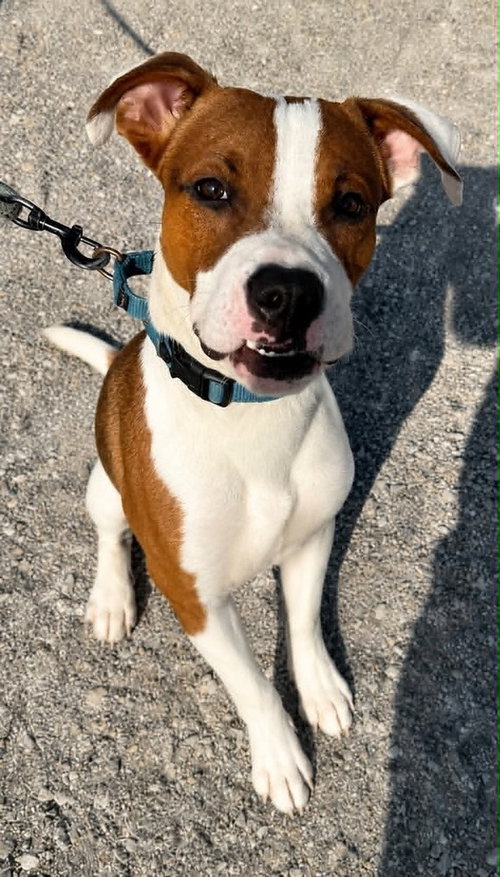 BUCEE - Hound available for adoption