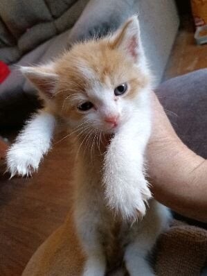 MARIO - Domestic Short Hair available for adoption