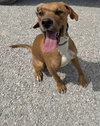 Rhett - Photo 1