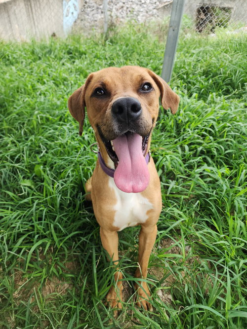 Rhett, a dog for adoption from It Takes A Village No-Kill Rescue