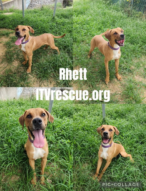 Photo 2 of Rhett
