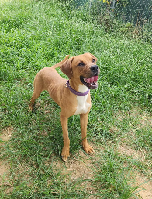 Photo 4 of Rhett