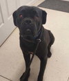 Brutis - Photo 1