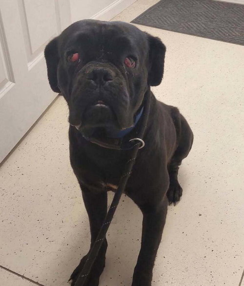 BRUTIS - Bullmastiff / Cane Corso Mastiff available for adoption