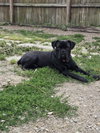 Brutis - Photo 2